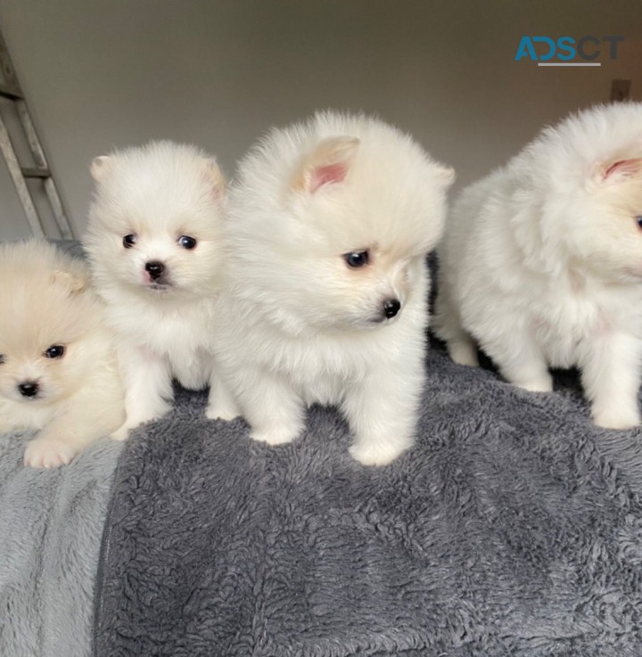 Home Joy Pomeranian puppies for sale