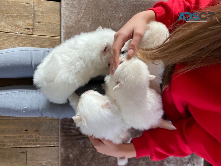 Home Joy Pomeranian puppies for sale