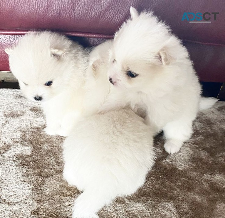 Home Joy Pomeranian puppies for sale