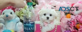 teacup maltese puppies for sale