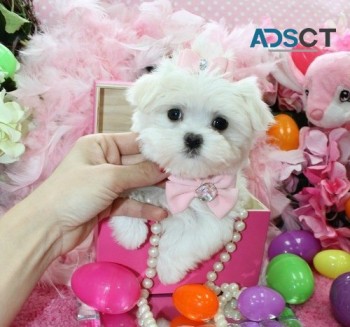 teacup maltese puppies for sale