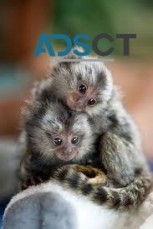 Marmoset Monkey for Sale