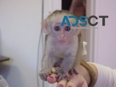 Cute baby Capuchin Monkey For Sale