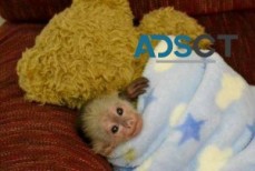 Lovely Capuchin monkey for Sale