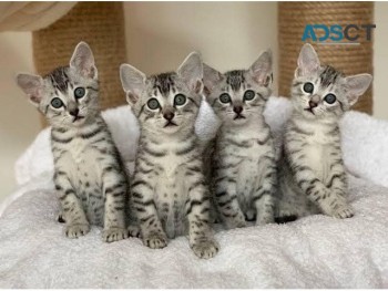 Lovely Egyptian Mau Kittens for sale