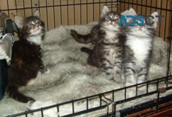 Maine Coon Kittens