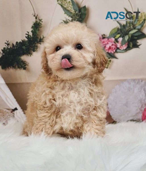 Toy Poodle