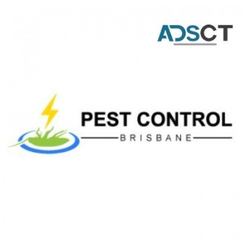 Pest Control Brisbane