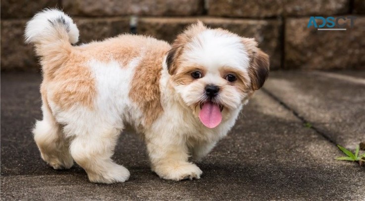 beautiful shih tzu puppies for sale