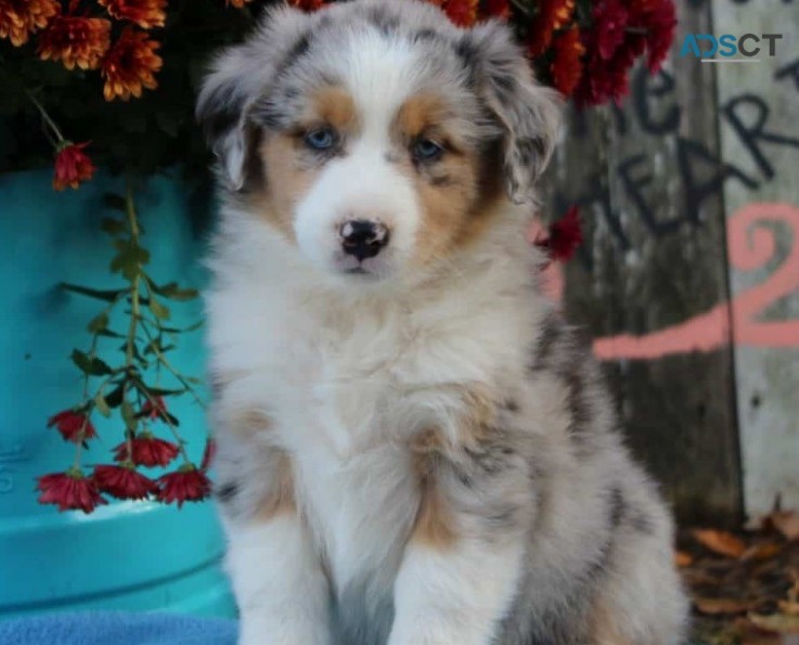 Australian  Shepherd puppies  for sale