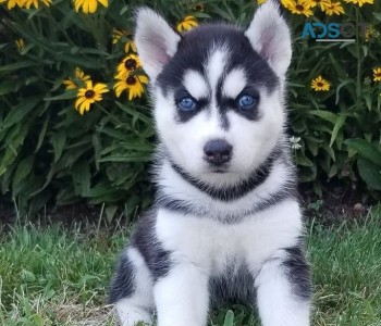 Siberian Husky  puppies for sale