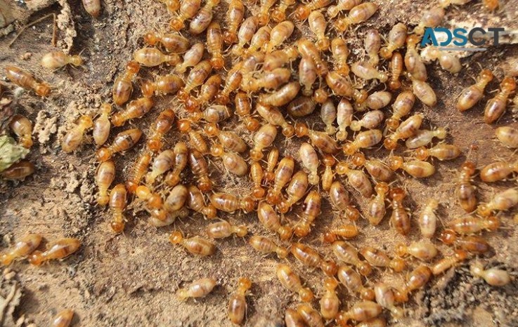 Termite Control Canberra
