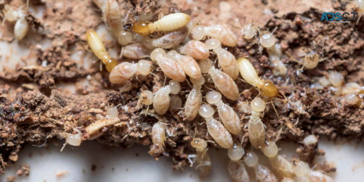 Termite Control Canberra