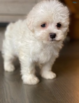Maltese  Puppies for  sale