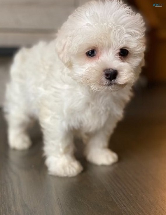 Maltese  Puppies for  sale