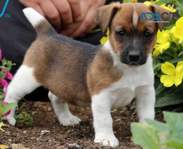 Jack Russel terrier  puppies for sale