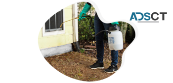 Pest Control Brisbane