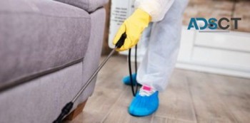 Pest Control Brisbane