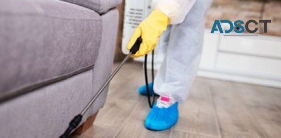 Pest Control Brisbane