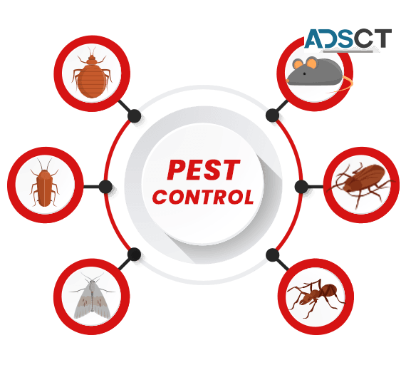 Pest Control Brisbane
