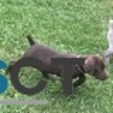 German Shorthaired Pointer