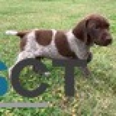German Shorthaired Pointer