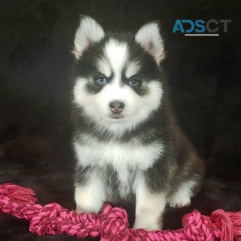 beautiful Pomsky puppies For Sale