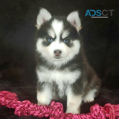 beautiful Pomsky puppies For Sale