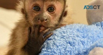 Adorable Capuchin female for sale