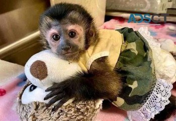 Capuchin Monkeys Available