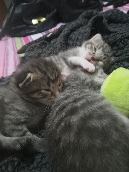 Two week Old kittens ready to go in 2 mo