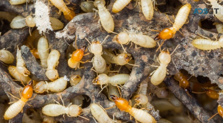 Termite Control Sydney