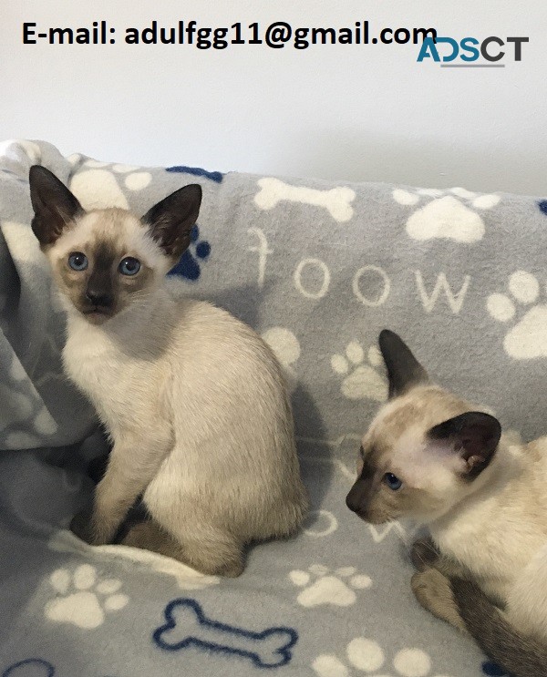  loveable Siamese kittens