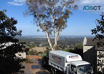 Tree Pruning Adelaide Hills at Black Stump Tree Services