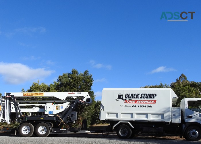 Tree Pruning Adelaide Hills at Black Stump Tree Services
