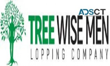 tree removal cost perth