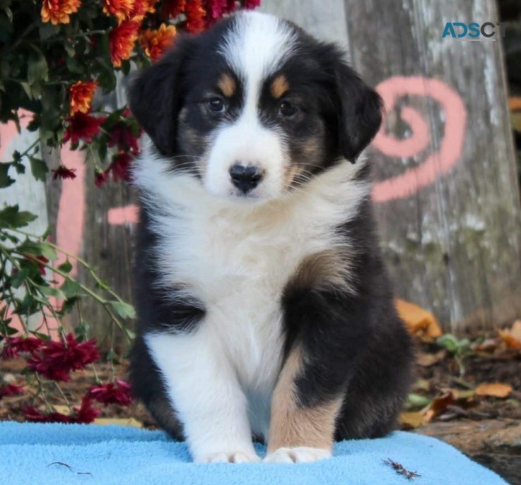 Australian Shepherd puppies for sale
