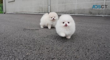Pomeranian puppies for sale
