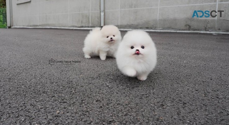 Pomeranian puppies for sale
