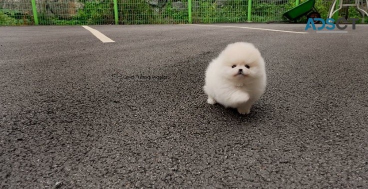 Pomeranian puppies for sale