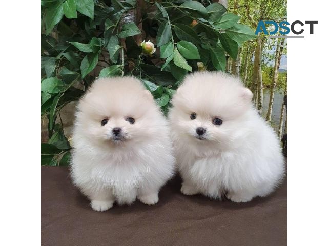 Wonderful Pomeranian Puppies for Sale
