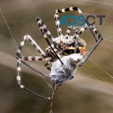 Pest Control Service Perth
