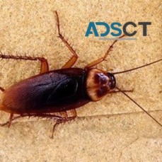 Pest Control Service Perth