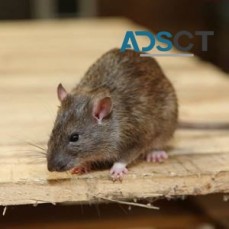 Pest Control Service Perth