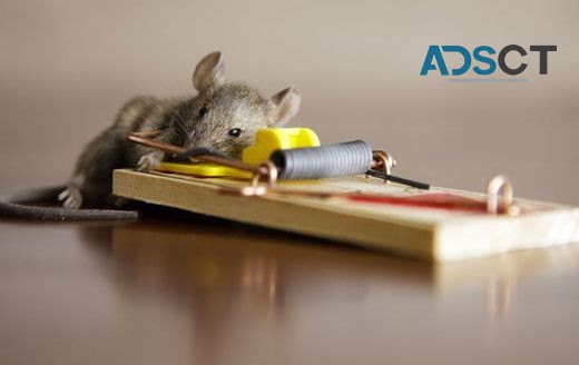 Pest Control Service Perth