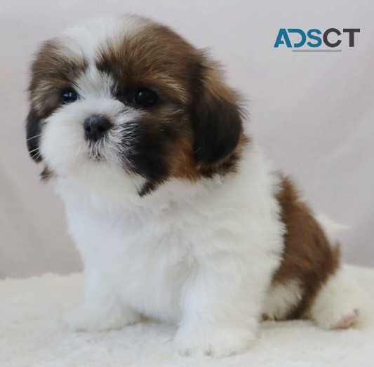 Baya Shih Tzu Puppies for sale