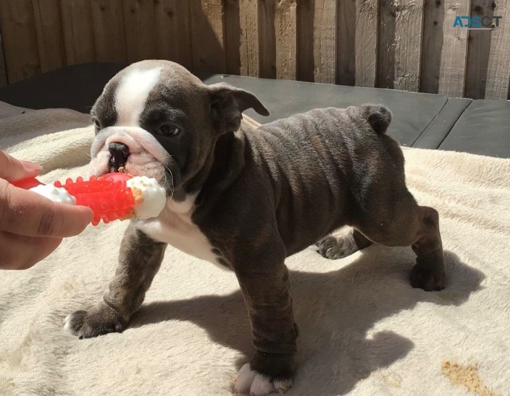 English Bulldog Puppies For Sale.