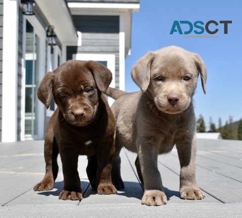 Labrador Retriever puppies for sale