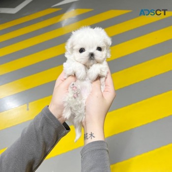Mini Maltese Puppies For Sale