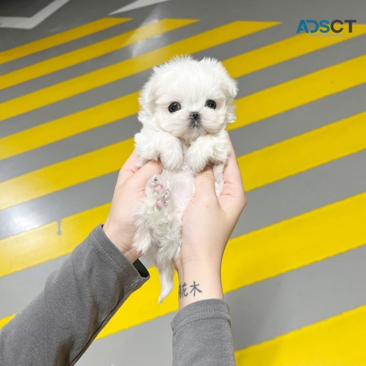 Mini Maltese Puppies For Sale